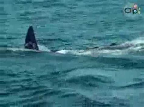 Xem Video Clip C Voi S T Th N Th T C M P Tr Ng Kh Ng L Video H P D N Clip Hot Baamboo