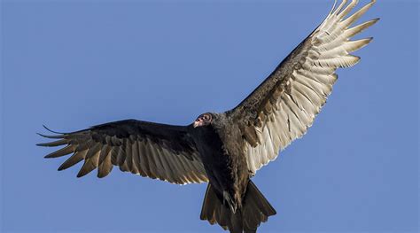 M.Zuiko 150-600 Decision - Small Sensor Photography by Thomas Stirr
