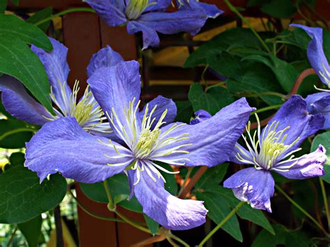 Клематис: как вырастить и размножить | СуперСадовник