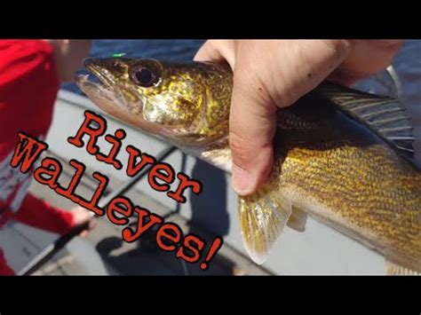 Mid Day Wisconsin River Walleyes Multiple Tactics Stevens Point