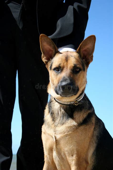 Guard dog stock image. Image of german, focus, courage - 2674399