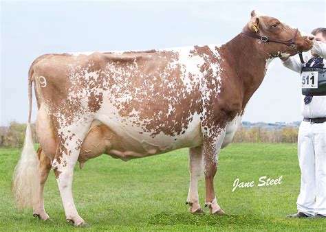 Ayrshire Cattle Ranching Dairy Cattle Farm Cow