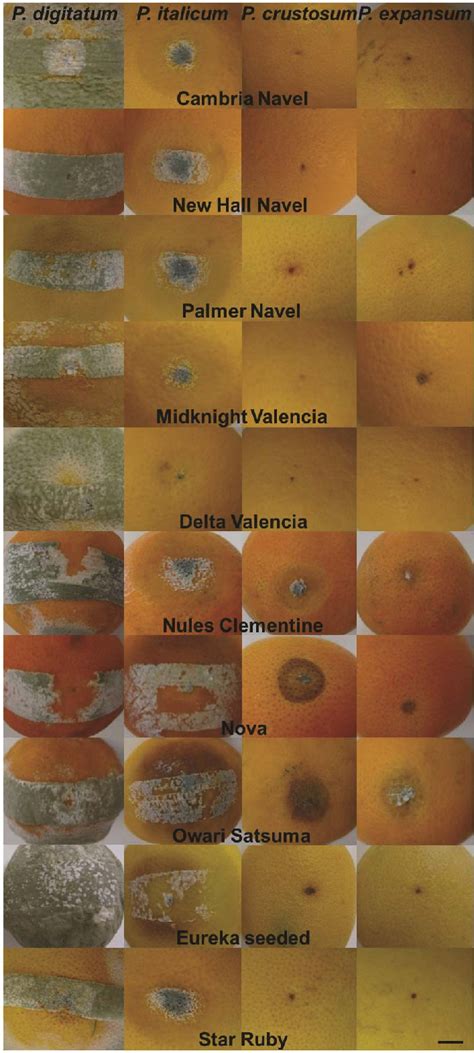 Penicillium Fungi On Fruit