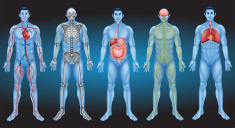 Como Funciona O Corpo Humano - Corpo humano: partes do corpo e suas funções - Brasil Escola