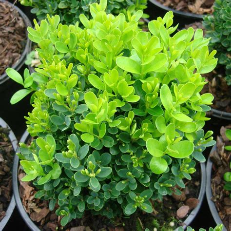 Buchsbaum Suffruticosa (Buxus sempervirens) bestellen