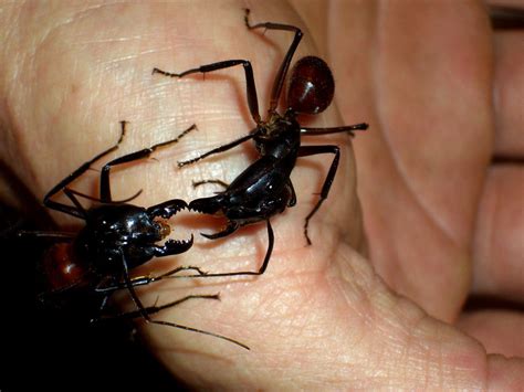 Ants Kalytta - Buy ants at our Ant Shop - Asia