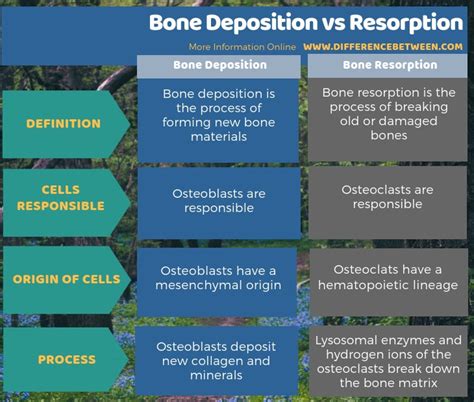 Difference Between Bone Deposition and Resorption | Compare the ...