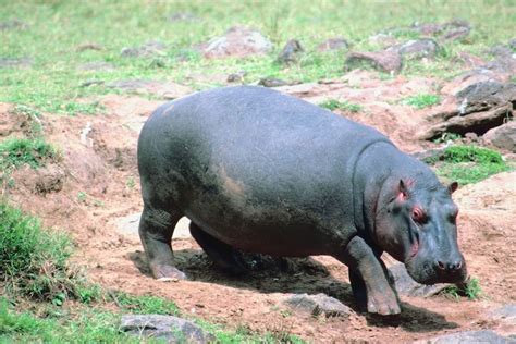 Hippo Photo Gallery