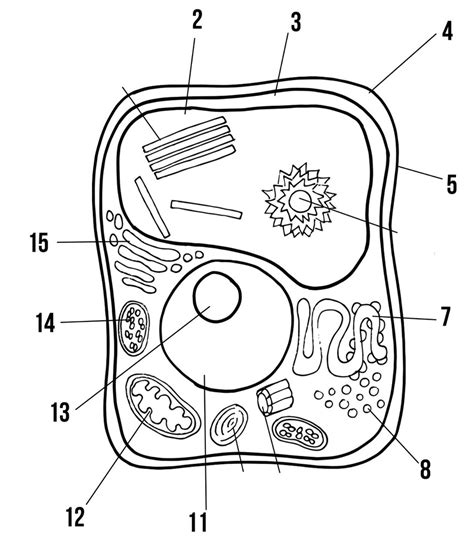 Unlabelled Diagram Of A Plant Cell