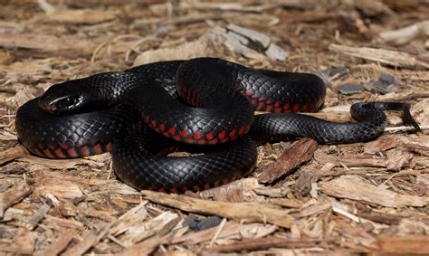 Snakes - Darwin awards