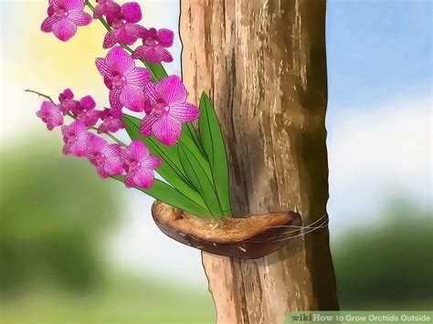 How To Grow Orchids Outside 11 Steps With Pictures Wikihow