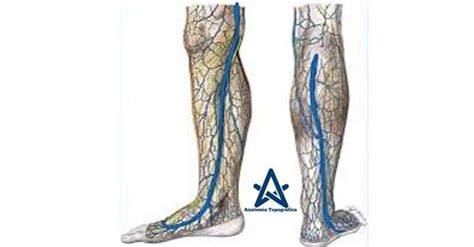 Gran Modelo De Vena Safena