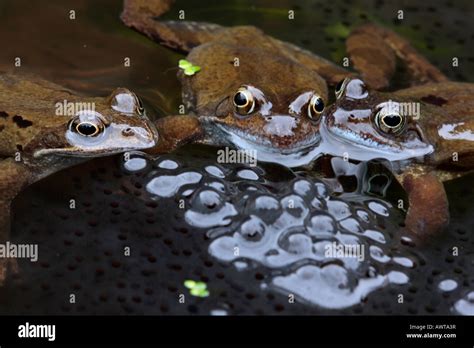 British frogs hi-res stock photography and images - Alamy