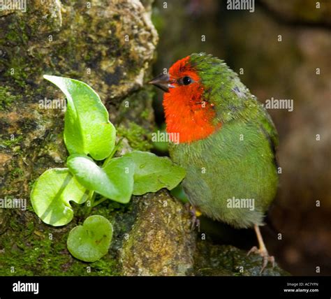 Red Throated Finch Hi Res Stock Photography And Images Alamy