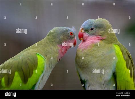 Princess parrot hi-res stock photography and images - Alamy