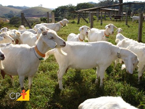 Cria O De Cabras Leiteiras Atividade Prazerosa E Lucrativa Cursos A