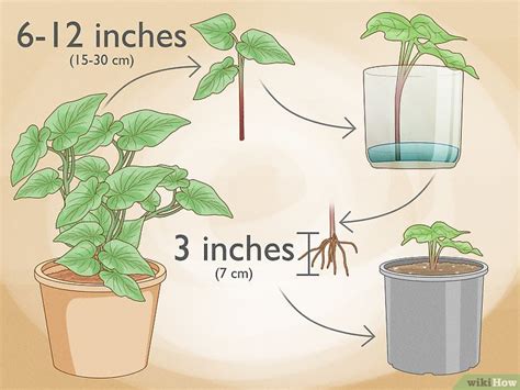 How To Grow A Sweet Potato Vine Houseplant Care And Display Tips