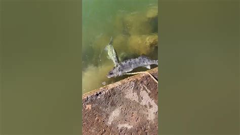 Canton Lake Oklahoma Last Day 10 Minutes Into Crappie Fishing