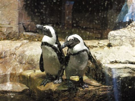 Gay Penguin Story Tops List Of Challenged Books Go Magazine