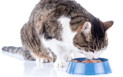 Best Canned Cat Food - Reviews and Tips for Choosing the Right One