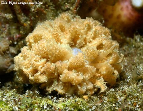 Phyllodesmium Crypticum Nudibranch Anilao