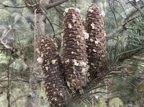 Abies Flinckii · Inaturalist
