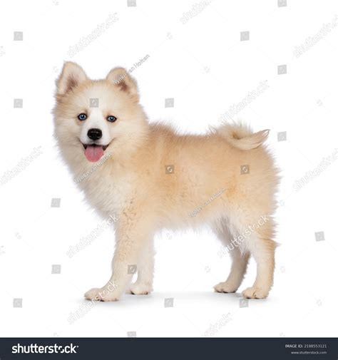 Adorable Fluffy Pomsky Dog Pup Standing Stock Photo 2188553121