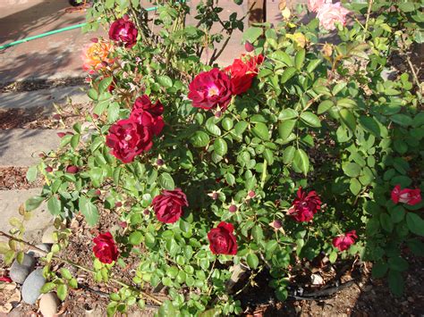 hemingway roses dr huey root stock wild roses