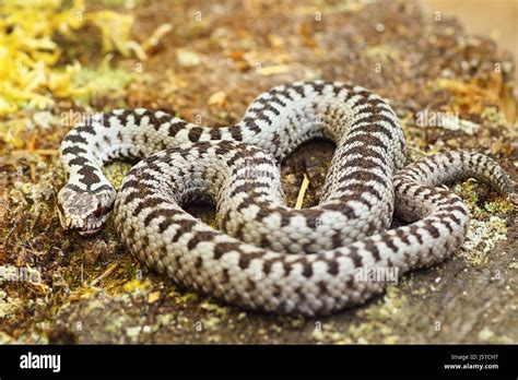 Beautiful Male Common European Adder Basking In The Sun On A Rock With