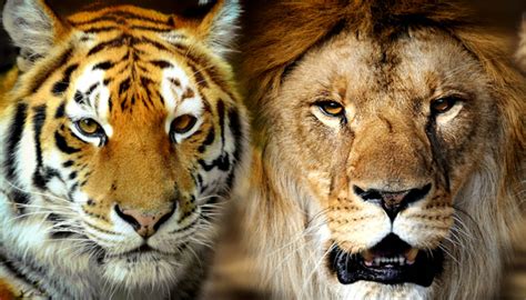 Quem É Maior Tigre Ou Leão - Leão vs Tigre: Diferenças e Semelhanças Entre eles | Mundo Ecologia