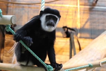 Калининградский зоопарк отправляет двух обезьян в Минск