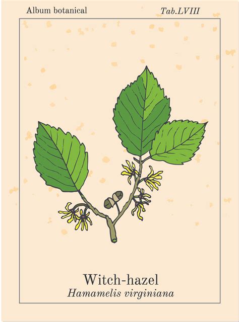 Witch hazel for skincare: Adding magic (and science!) to your beauty