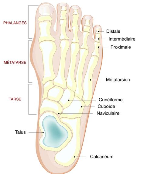 Calcan Um D Finition Fracture Diagnostic Traitement D Lai De