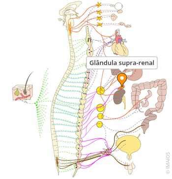 Glândula Supra Renal Produz Qual Hormônio - Glândula supra-renal - e-Anatomy - IMAIOS