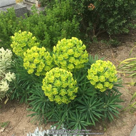 Euphorbias: Plant Care and Collection of Varieties - Garden.org