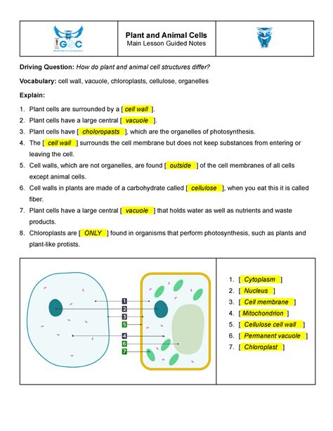 Plant And Animal Cells Guided Notes Plant And Animal Cells Main