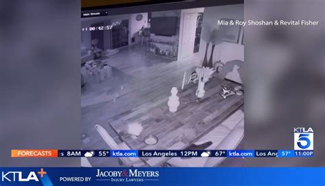 I heard my dog come home late at night - but when our cat began ...