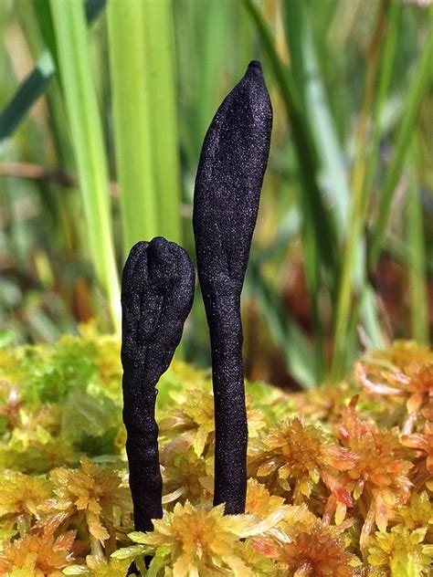 Nahuby.sk - Fotografia - jazýček Geoglossum glabrum Pers.