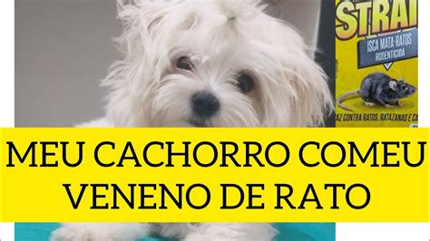 Cachorro Comeu Rato Envenenado Librain