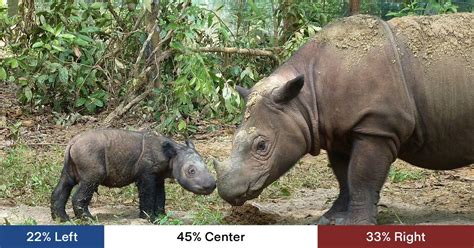 Endangered Sumatran Rhino Born In Indonesia Rgroundnews