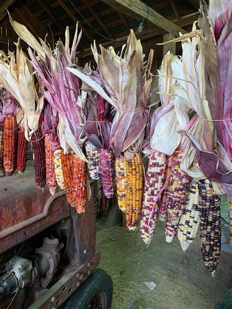 Indian Corn Multi Colored Etsy