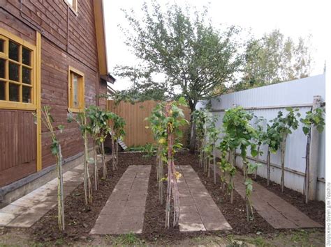 Ягода малина в сад меня манила | Садовые конструкции, Уличные растения ...