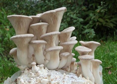 Гриб вешенка королевская - выращивание, фото, свойства