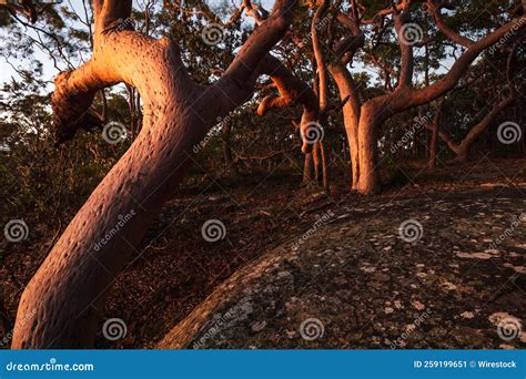 Scenic View Of Gum Trees At Sunset With Glowing Trunks In Bouddi