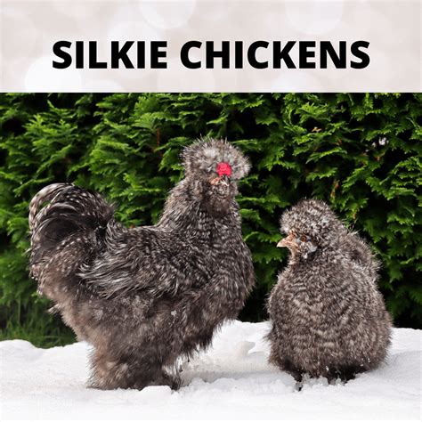 How To Raise Silkie Chicken Breeds For Success
