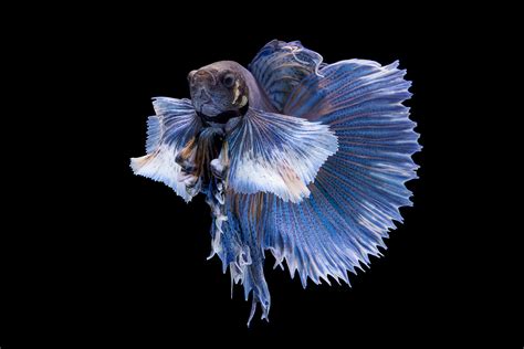 Обои рыбка, фон на рабочий стол