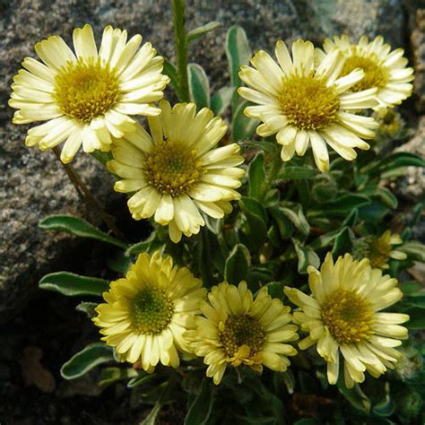 Erigeron Aureus Seeds 10 Seeds Alpine Yellow Fleabane Plant World