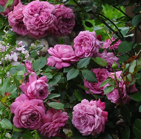 Роза Россион Фото И Описание – Telegraph