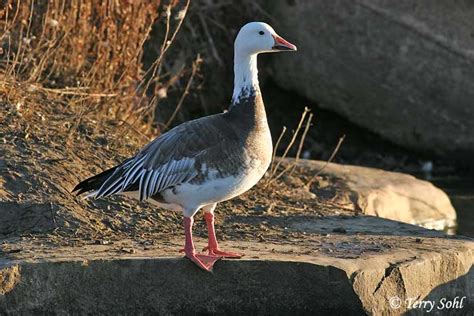 Identification Keys And Tips Snow Goose Vs Rosss Goose