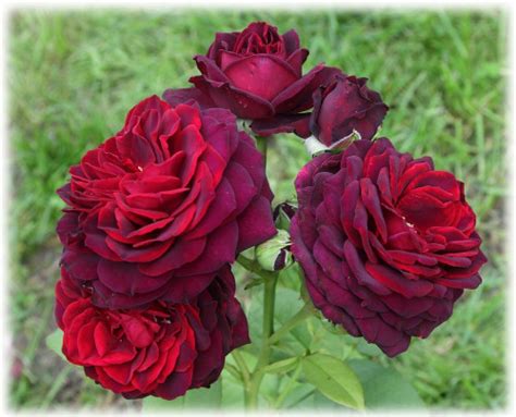 Роза Графиня Фон Фото И Описание – Telegraph